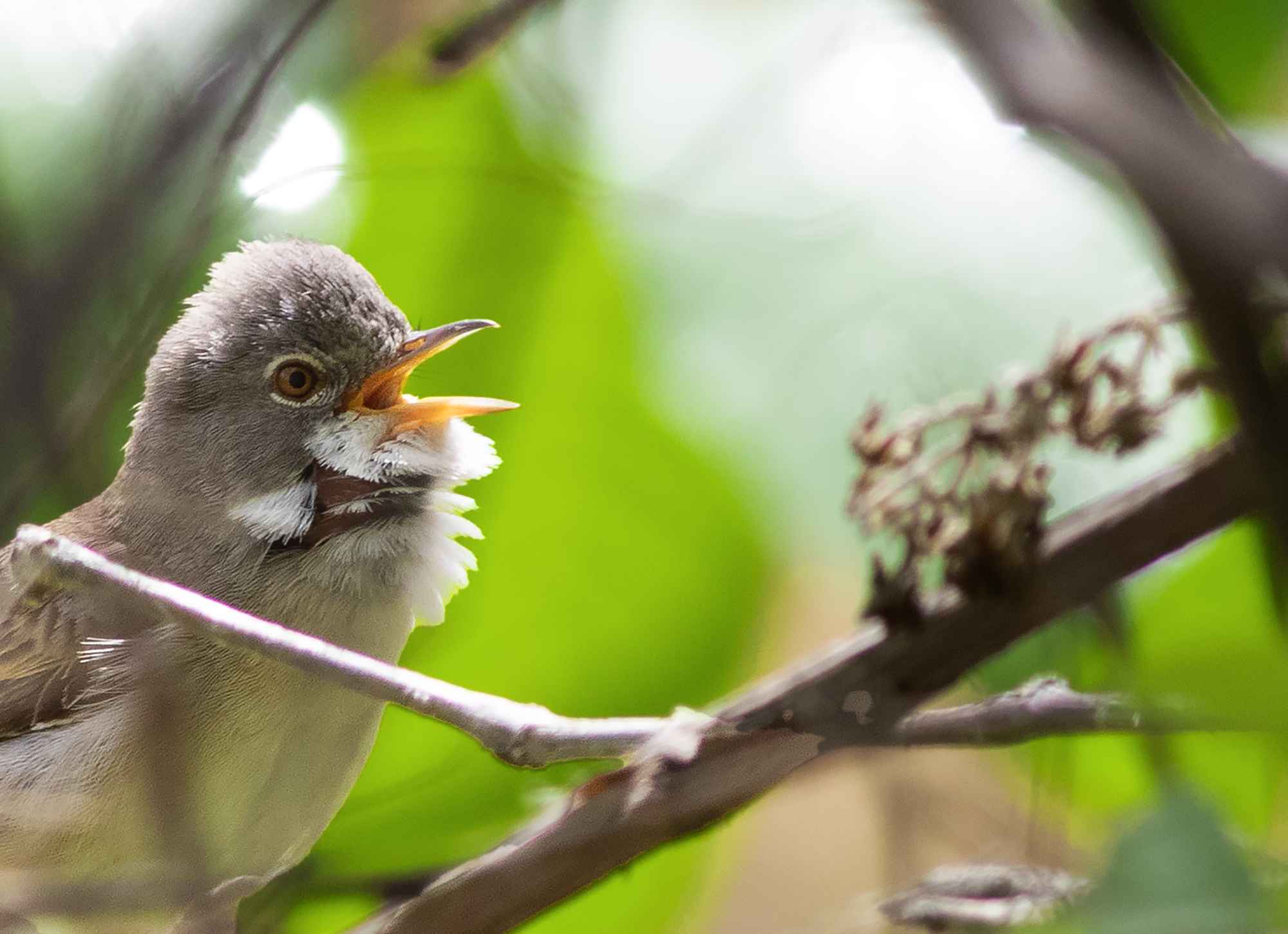 Greater Whitethroat